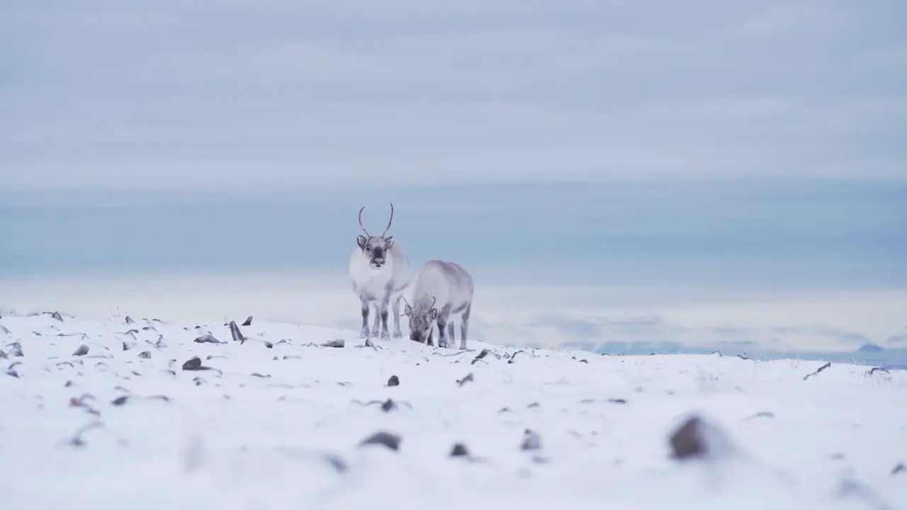 Two curious reindeers in fresh snow covered mountain tundra