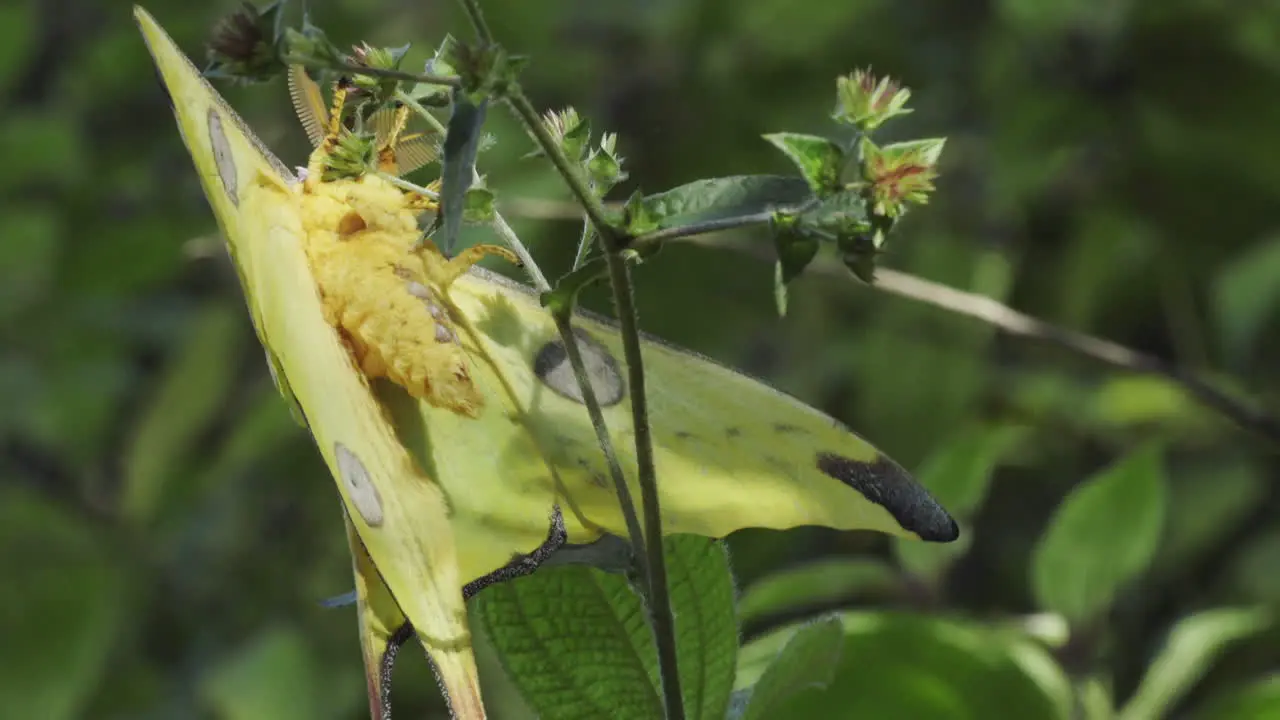 Madagascan comet moth hanging upside down in a bush medium shot showing all body parts including belly lush green in background