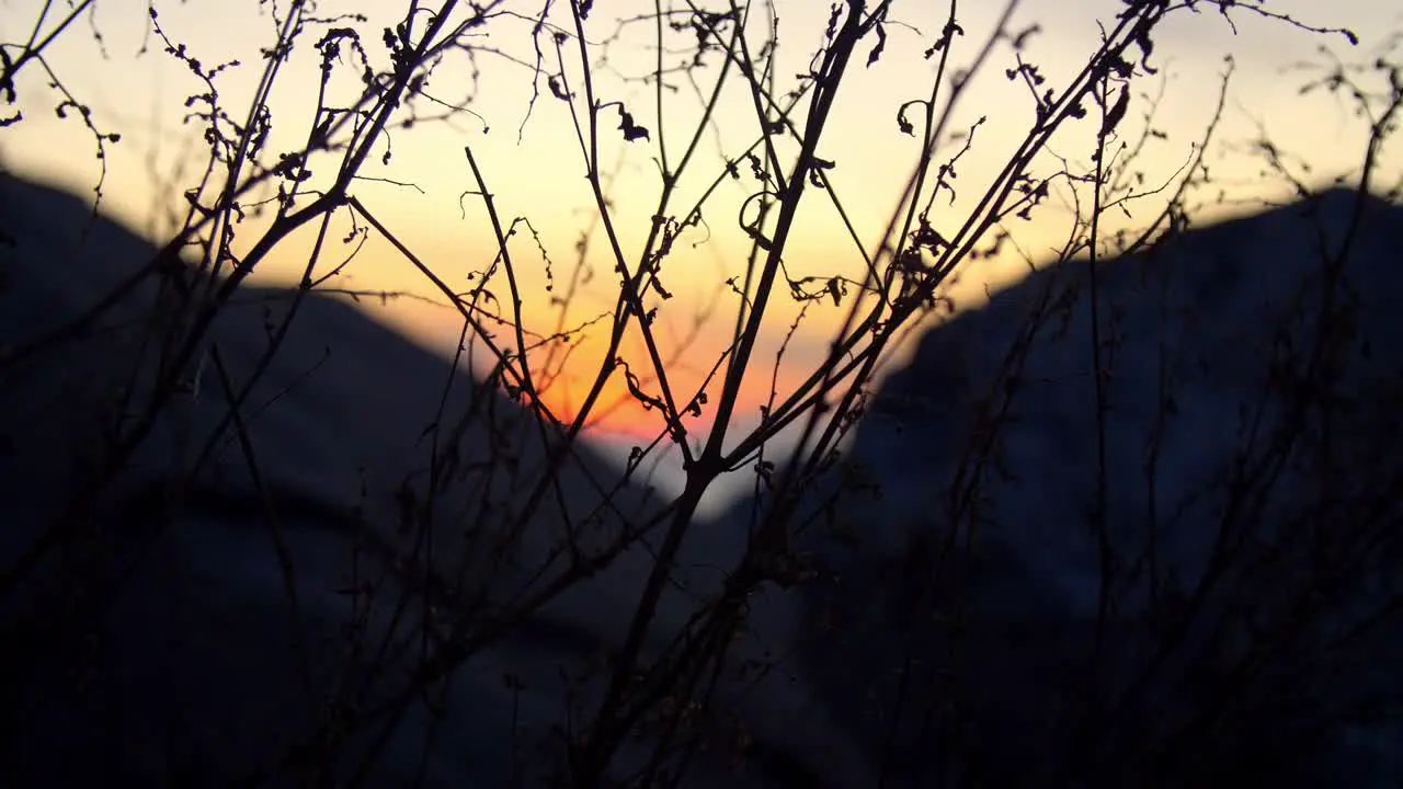 Silhouette Branches and Sunset Half Moon Bay