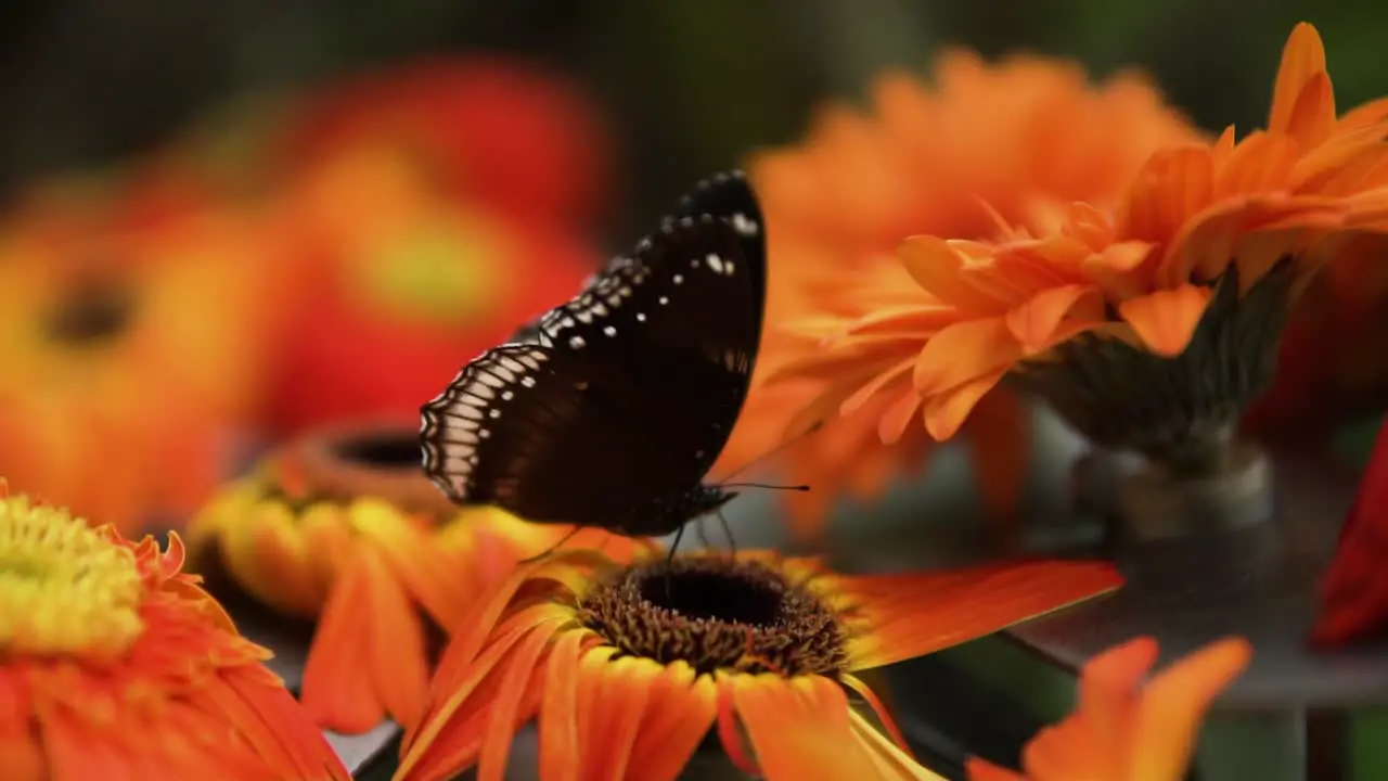 Portrait Of A Great Eggfly Butterfly Pollinating In