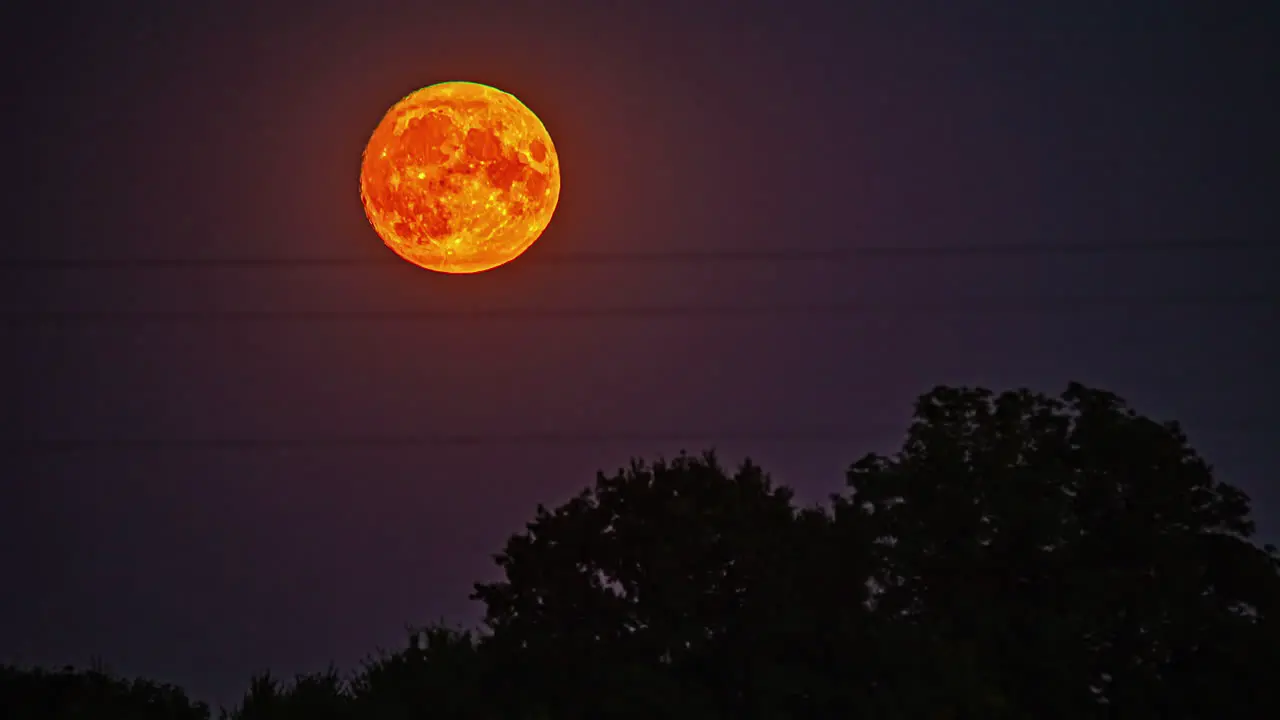 The tree was visible as a crimson moon rose from the ground to the sky