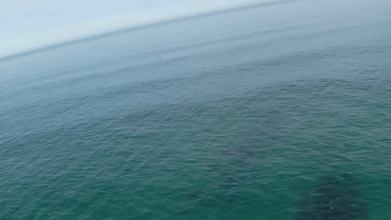 Shot following a seagull around a ocean in Portugal