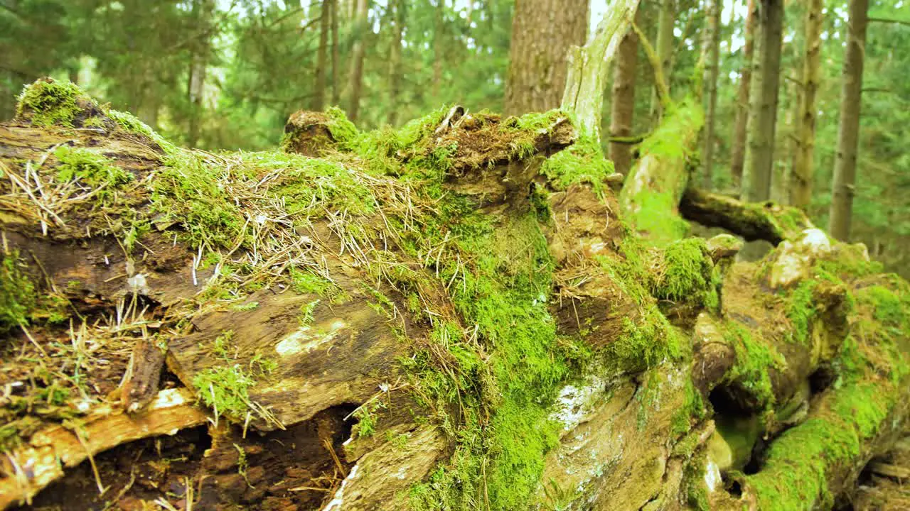 Establishing shot of the remains of an big old oak tree lying on the ground in the forest covered with moss sunny spring day remote untouched location medium closeup handheld shot moving backwards