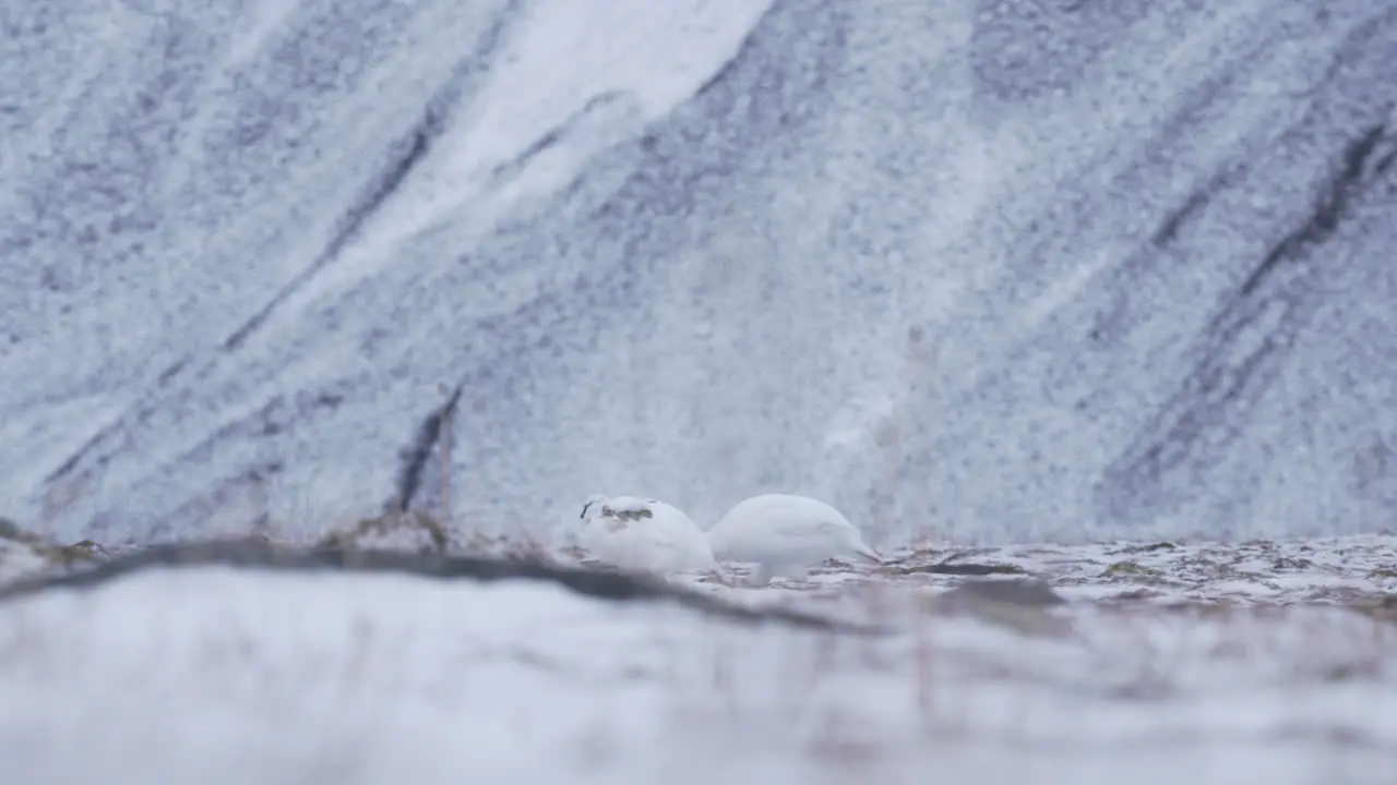 Two ptarmigans feeding in the Arctic wilderness