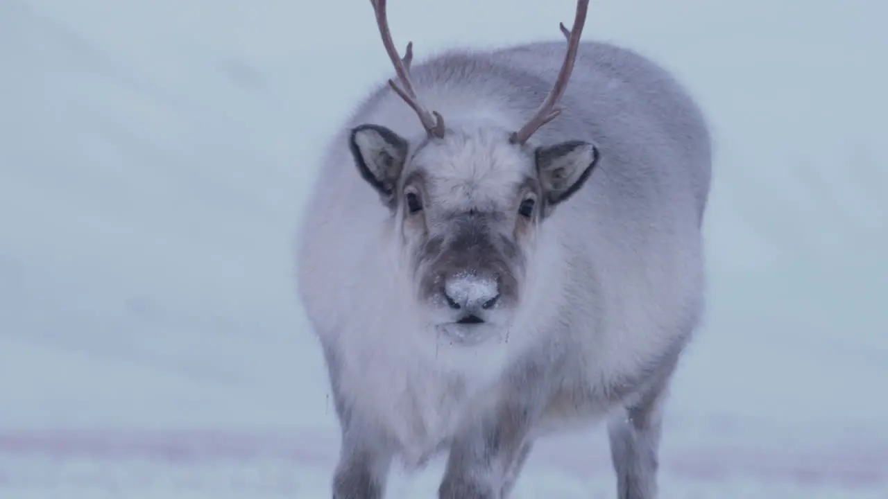 Curious female reindeer sniffing around Svalbard Reindeer species