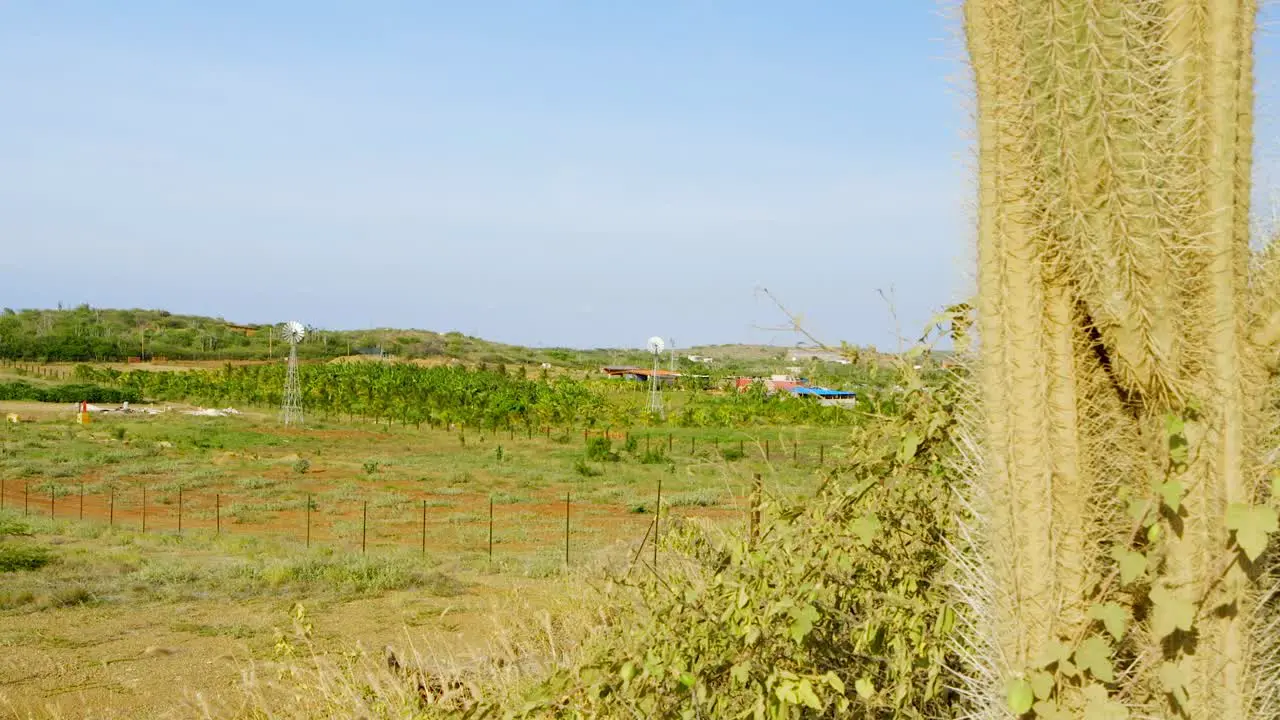 Wide reveal of green farmland behind cactus Sint Joris Curacao