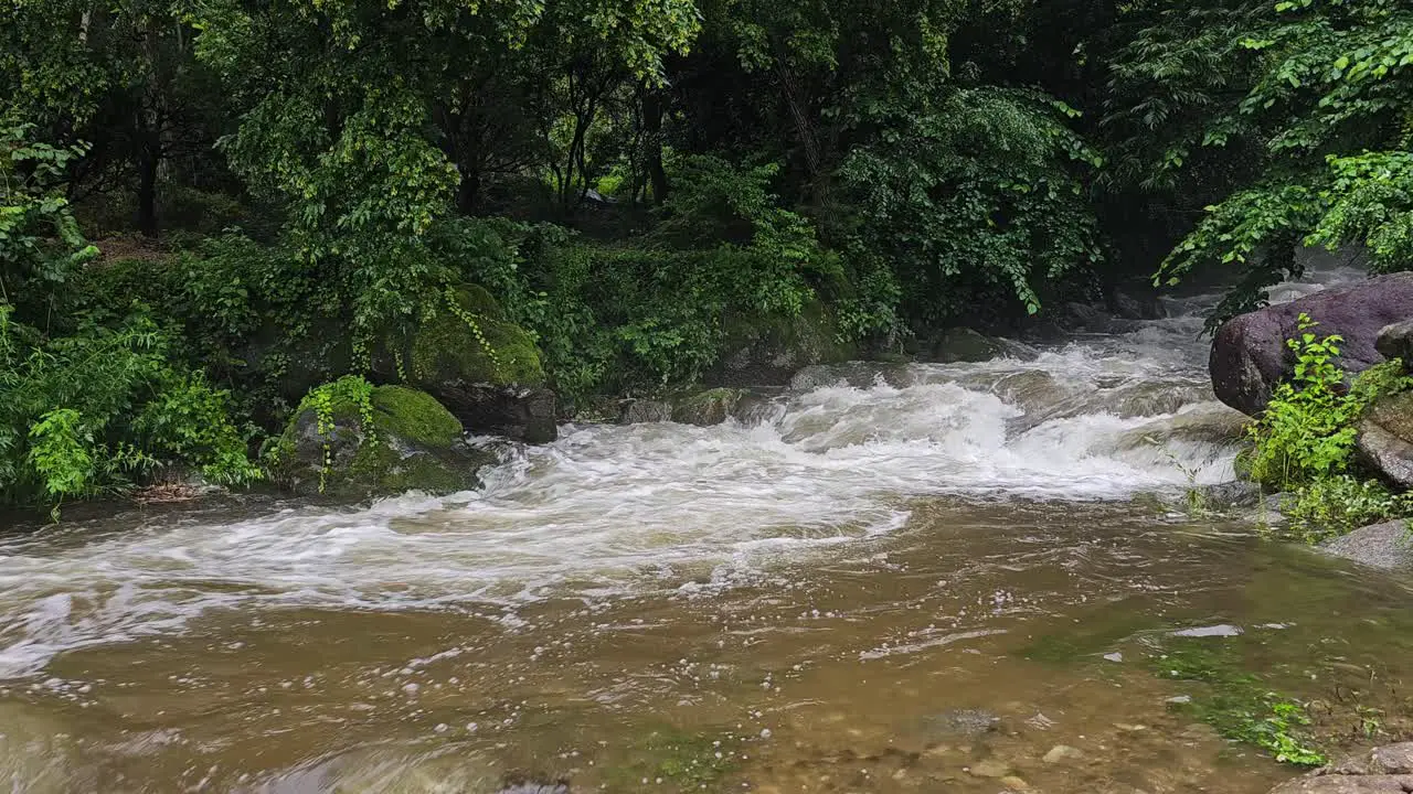 Raging river in a forest