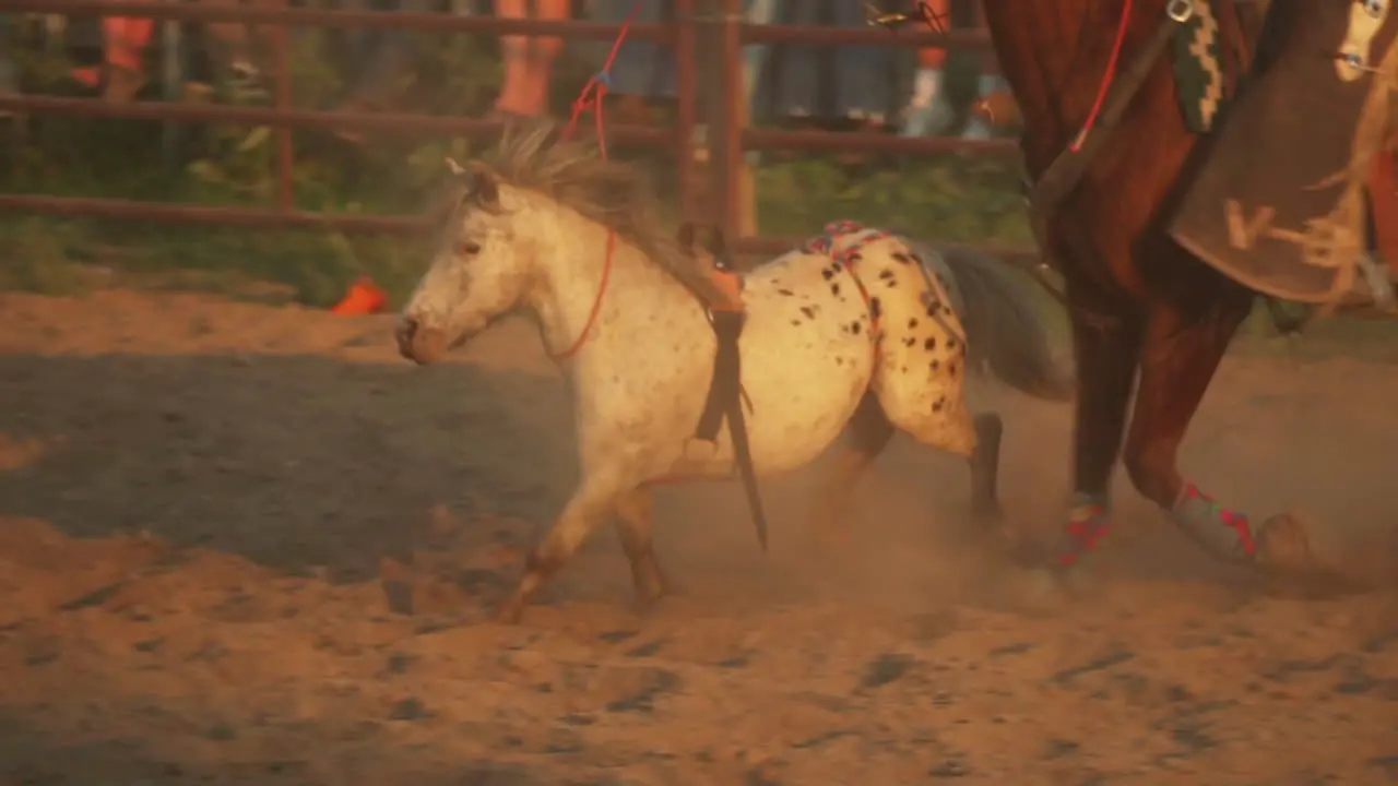 Calf being lassoed in a team calf roping event by cowboys at a country rodeo