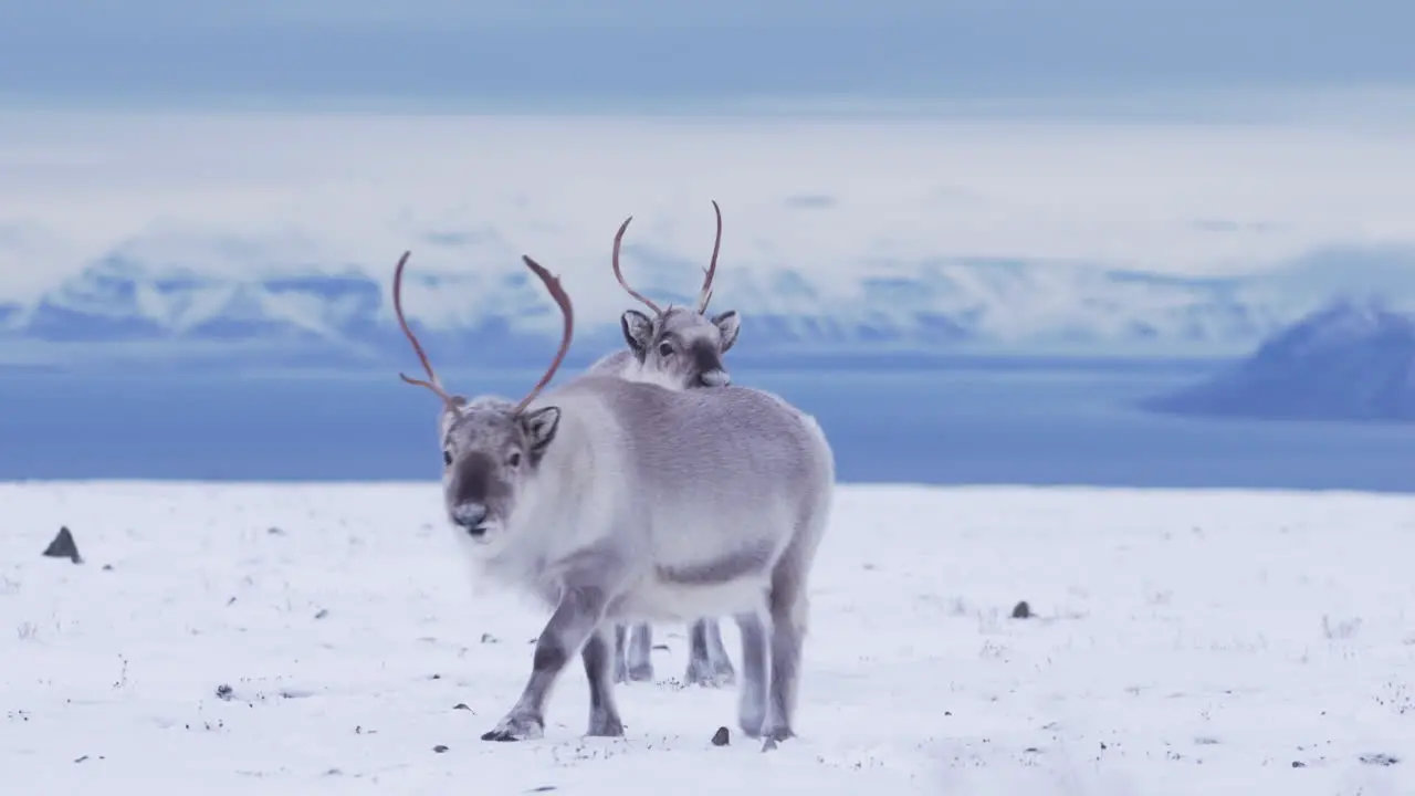 Three curious reindeers feeding and playing in fresh snow covered mountain tundra