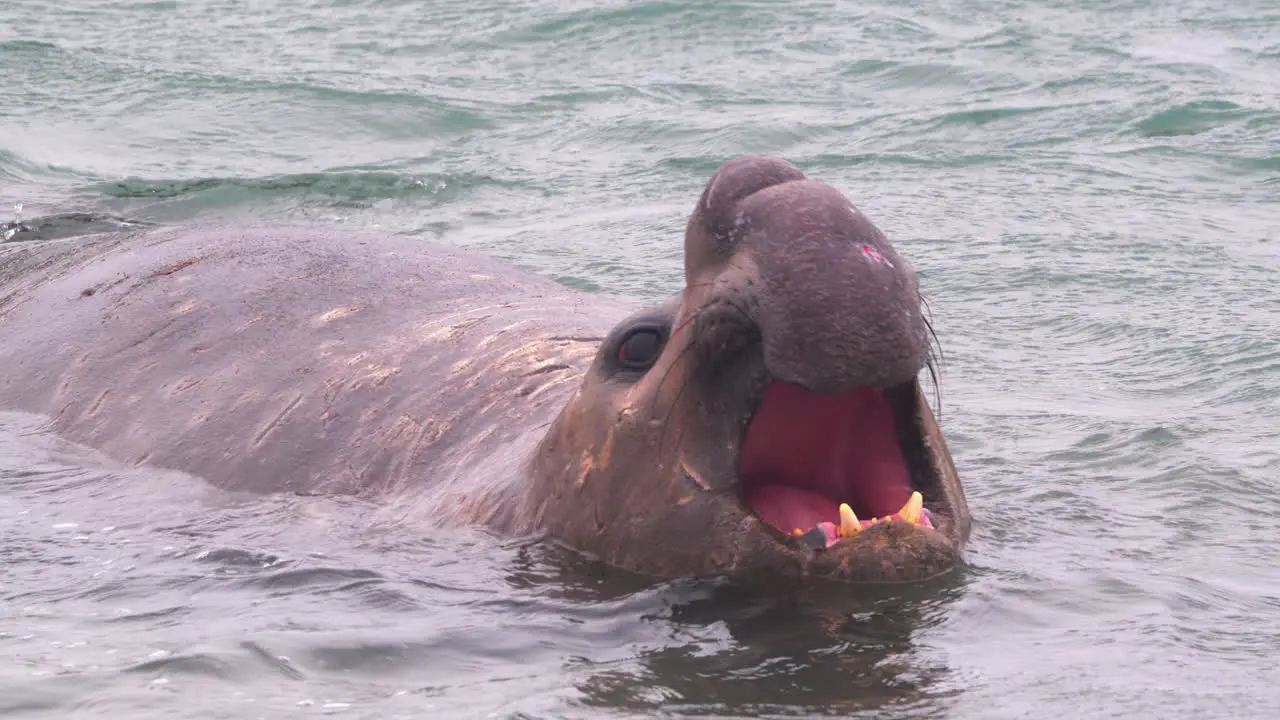 Male Elephant Seal calls out in the sea showing its teeth as he is covered in water