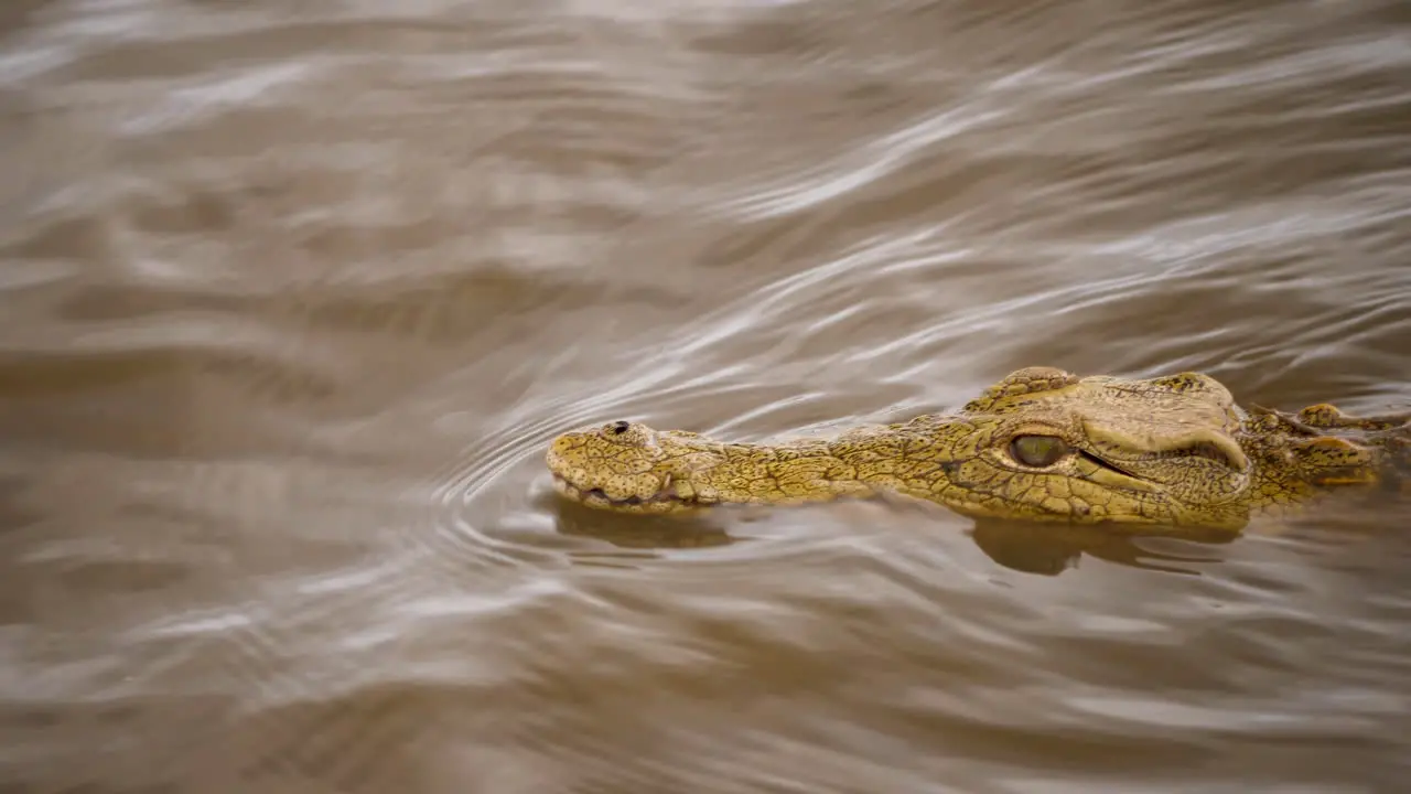 Tight shot Head of Nile Crocodile swimming in wavy murky water