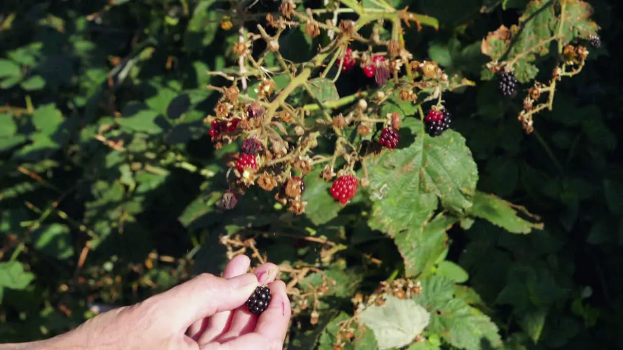 Male hand gathering blackberries from a bush in sunlight static locked off