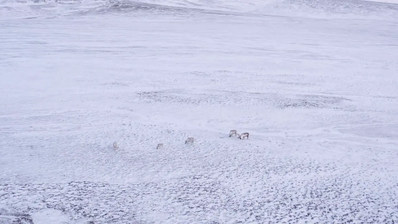 Small reindeer family feeding in fresh snow covered mountain tundra