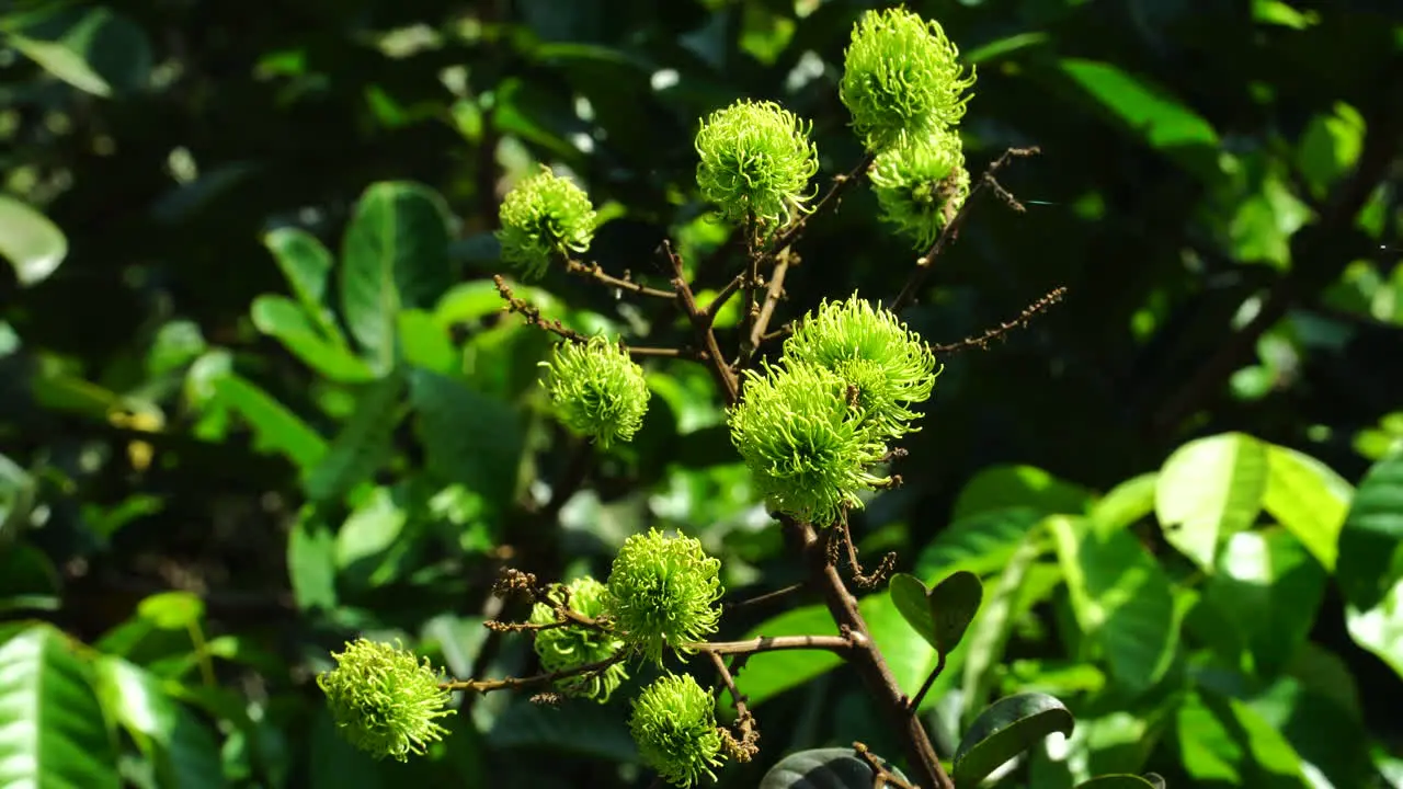 Close-up of lychees fruits in their branch in a forest landscape in background