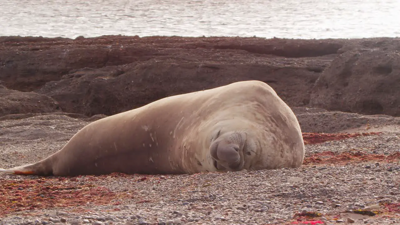 Lazy adult male Elephant Seal rests on the sandy beach with the background of the sea