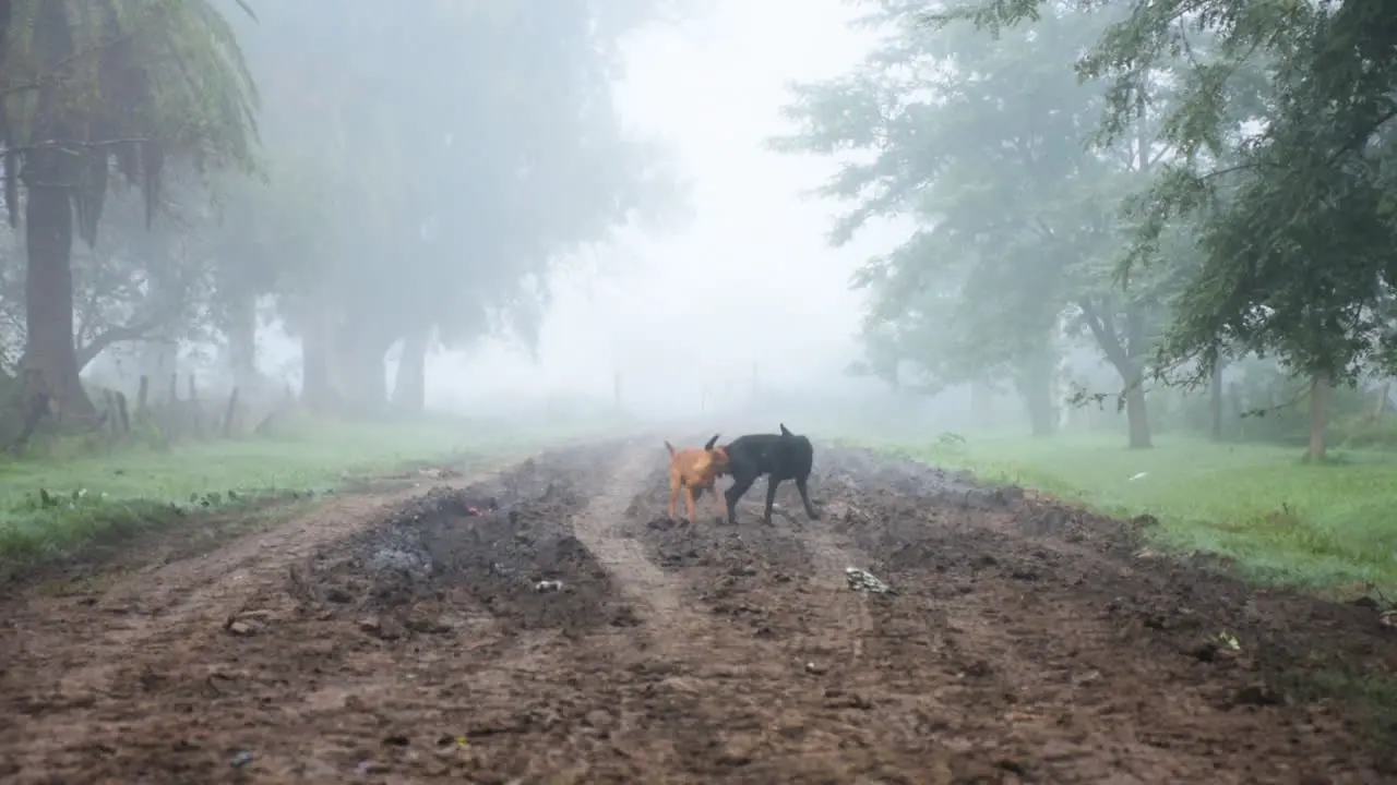 Two Dogs Fighting on Rural Road on Foggy Spooky Summer Morning