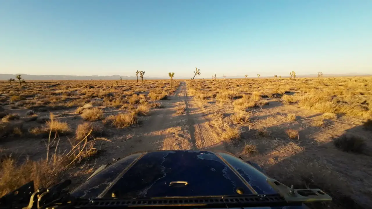 Driving through a Joshua tree forest in the Mojave Desert with the sun blasted hood of the vehicle visible