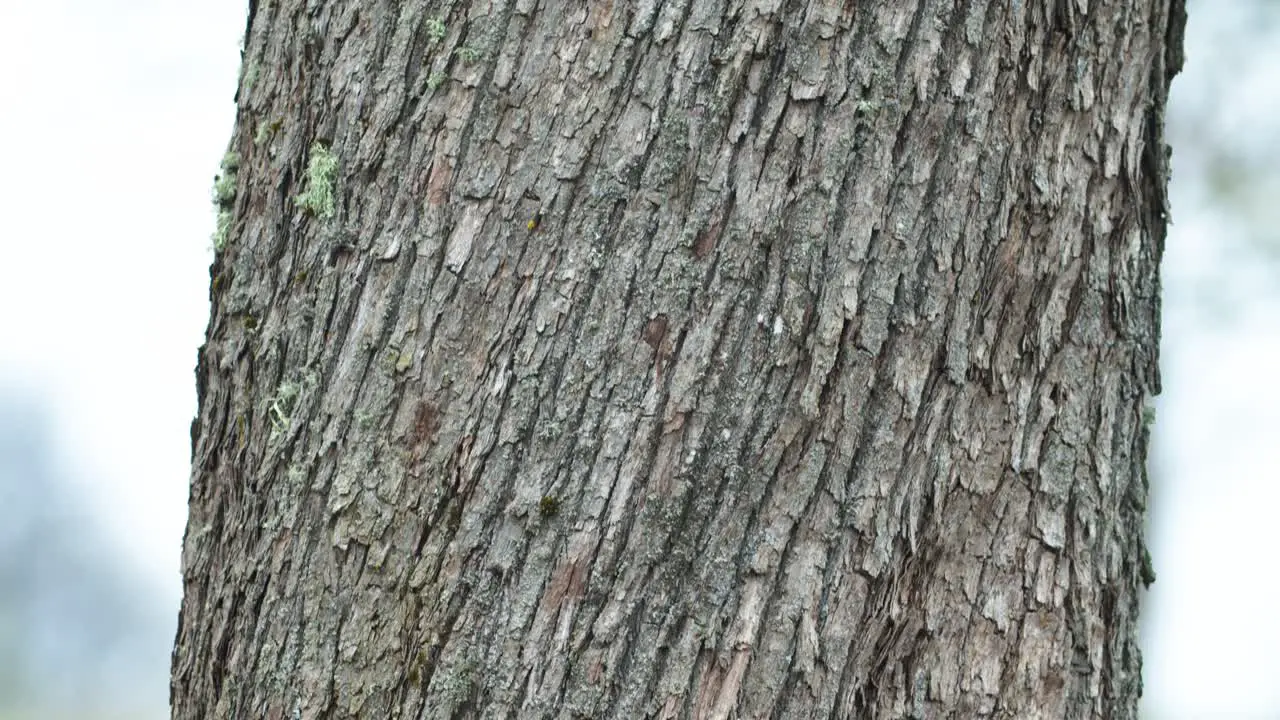 Maple bark texture vertical slow panning lifting view