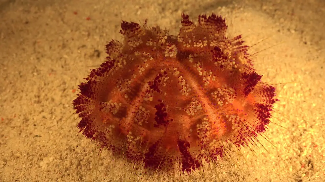 Fire Urchin walking over sandy ocean floor close up at night