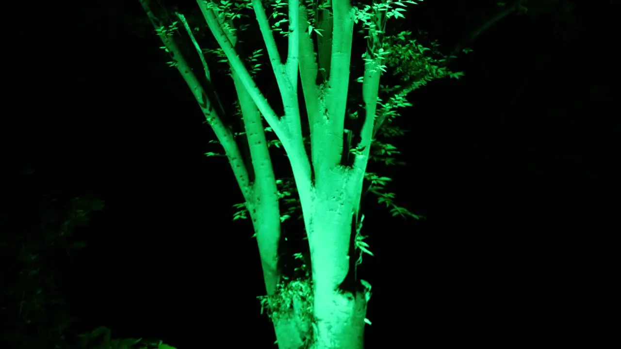 A tilt shot of a tree lit with green light against a dark background at night