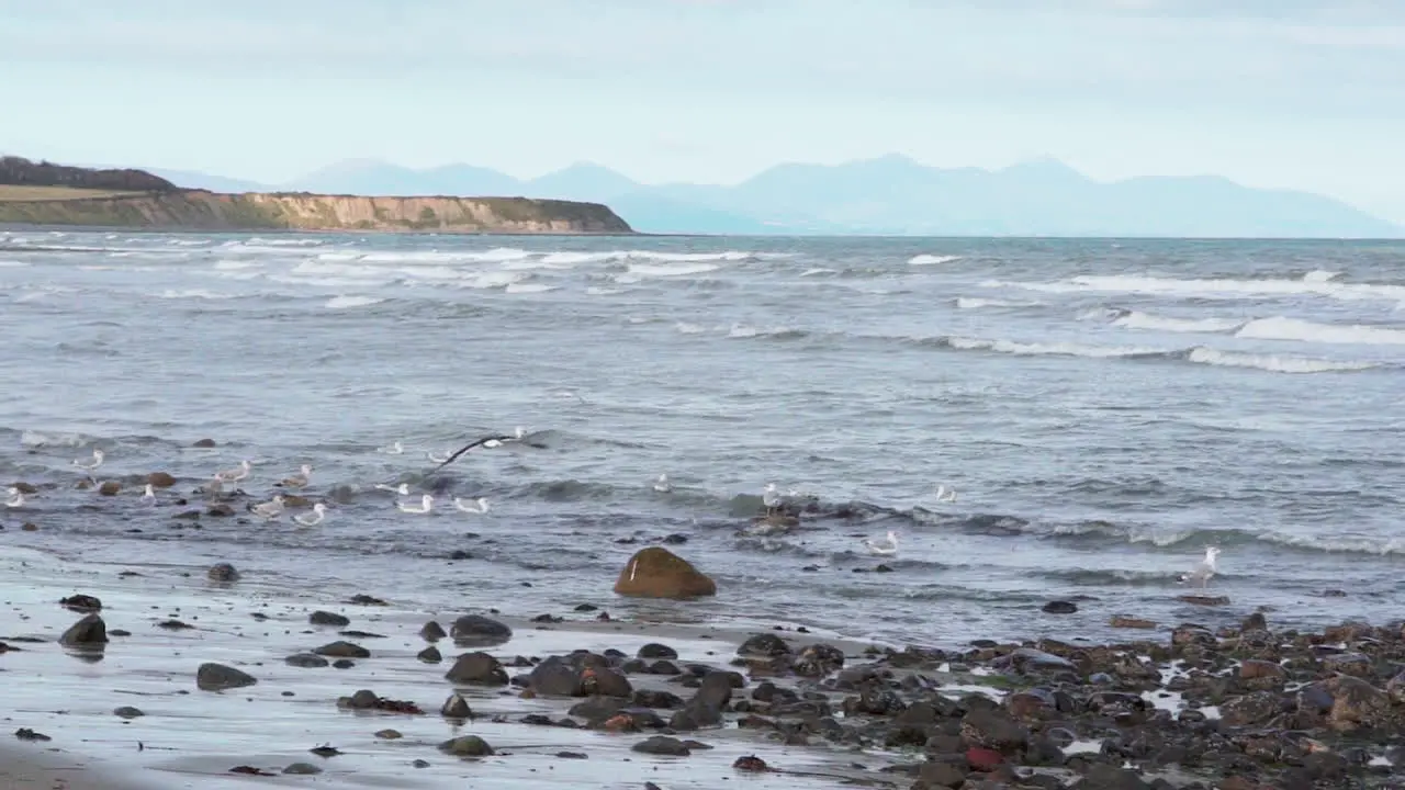 Seabirds on the rocky shore of Port Beach Ireland -slow motion