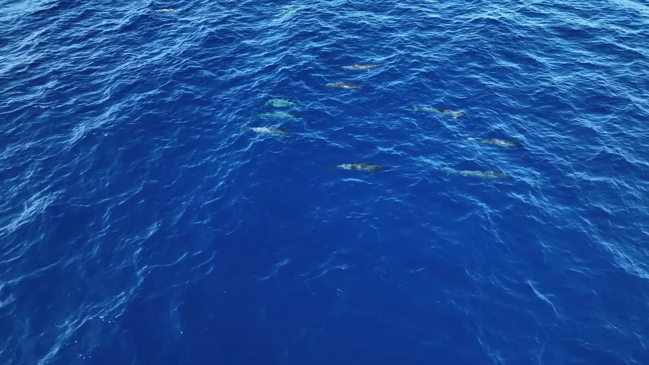 An Inactive Pod Of Hawaiian Dolphins Resting Beneath The Surface Of The Ocean