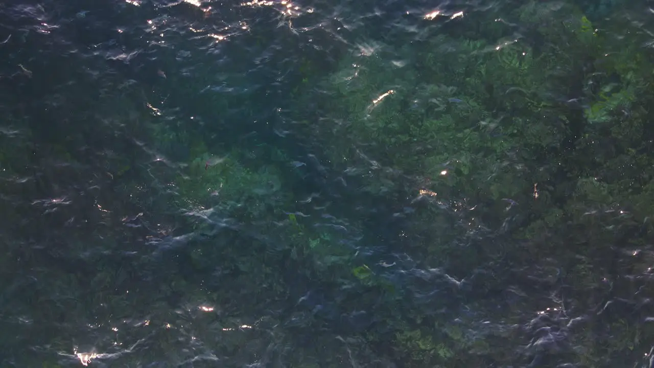 Small Fish Swimming In Clear Water In Clovelly Bay Eastern Suburbs Of Sydney In New South Wales