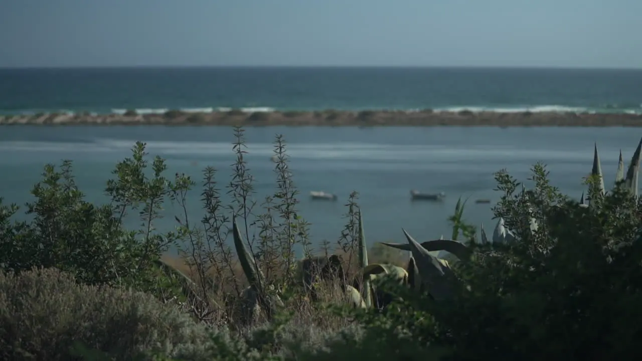 Still shot of beach vegetation and wild aloe vera plants by the ocean