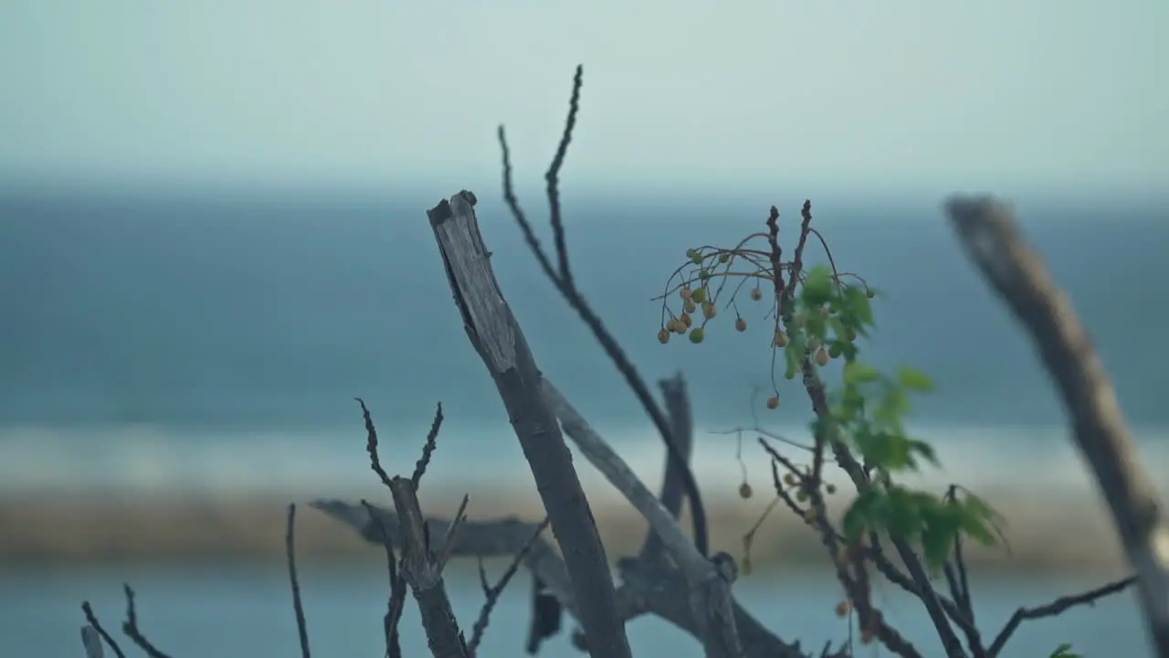 Close up twigs and leaves blowing in the wind with the ocean in the background