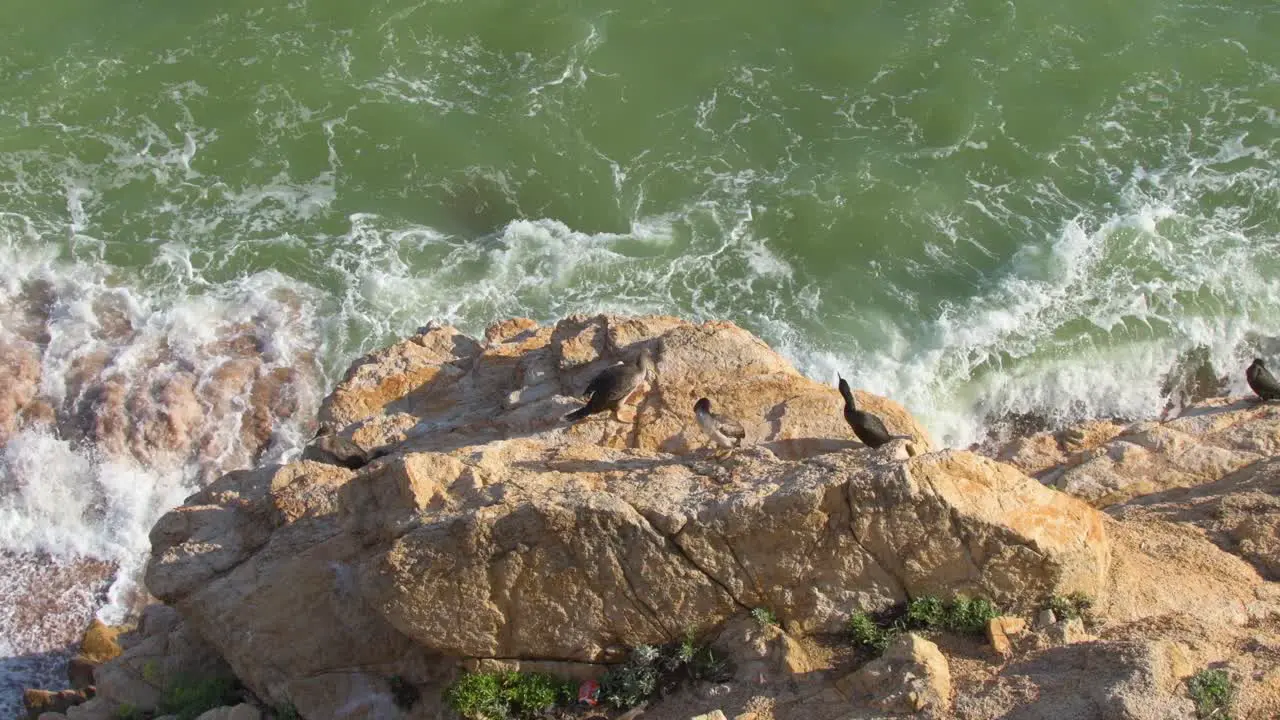 Cormorants resting on the rocks while the green sea hits them