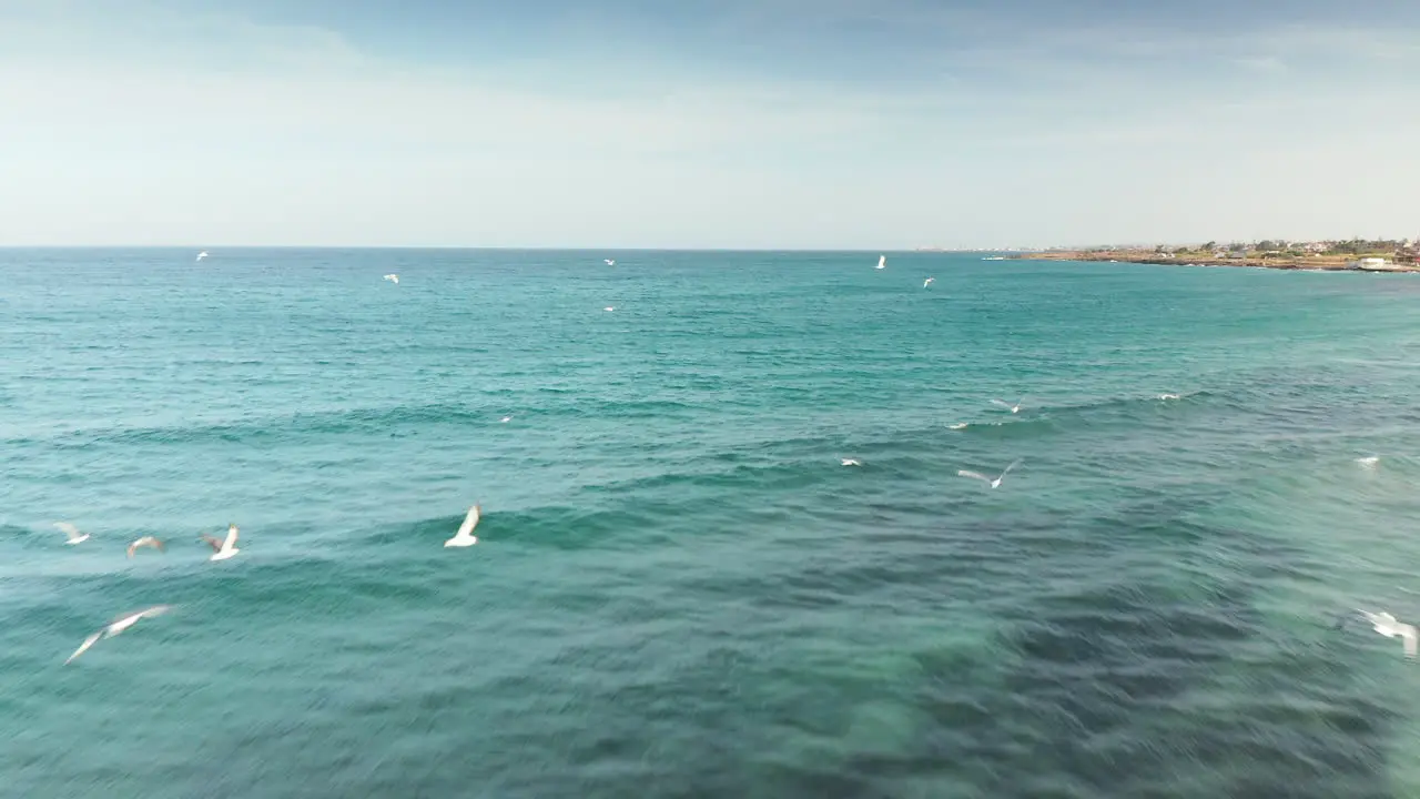 Wildlife Scene With Flock Of Birds Flying At The Beach Of Riserva Naturale Orientata Oasi Faunistica di Vendicari In Noto Italy