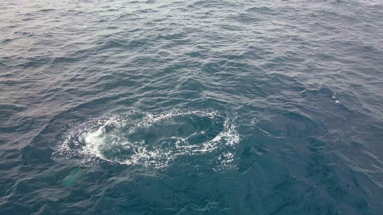 Close up Of Humpback Whale Blowing Whale Comes To The Surface Of Water To Breathe