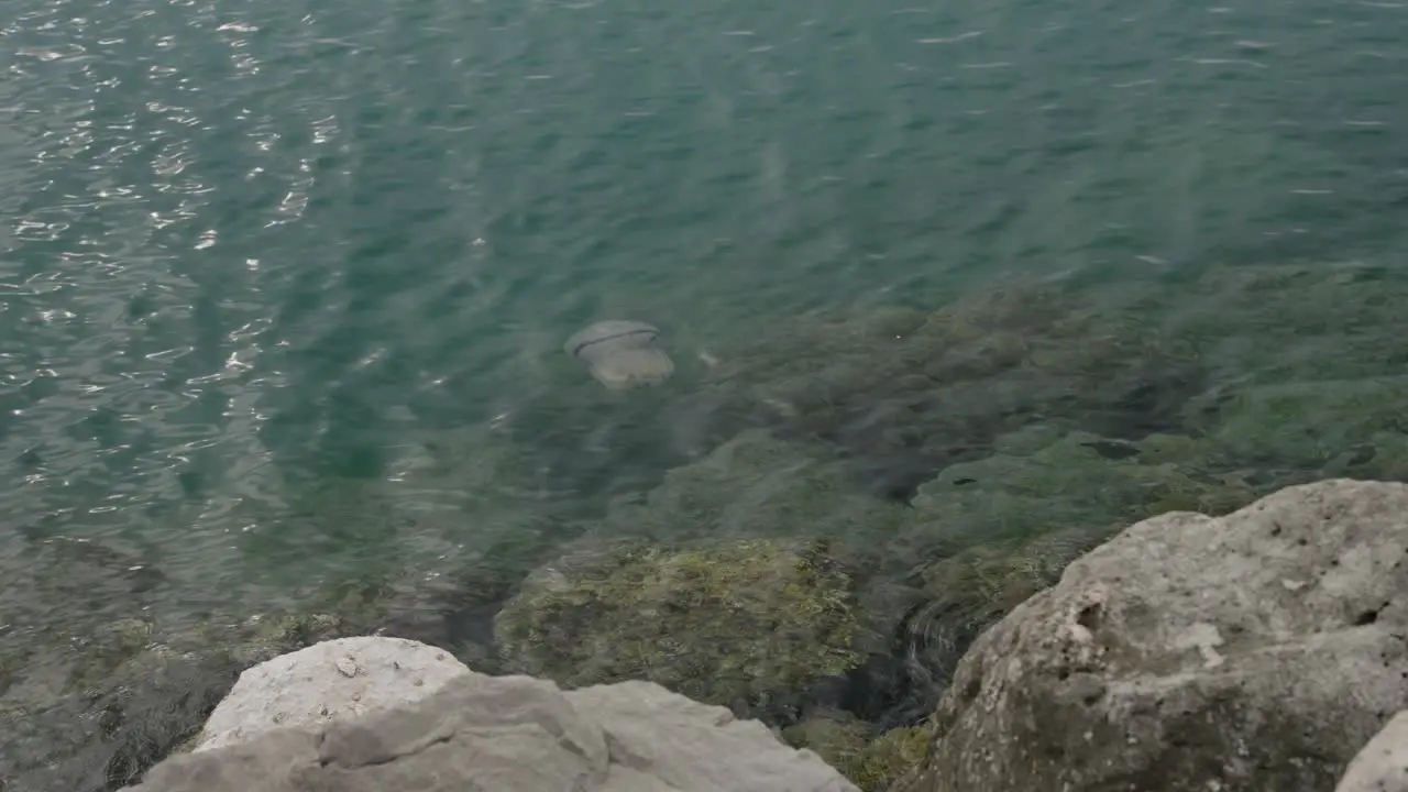 A barrel jellyfish swimming in clear sea water near the rocky shoreline