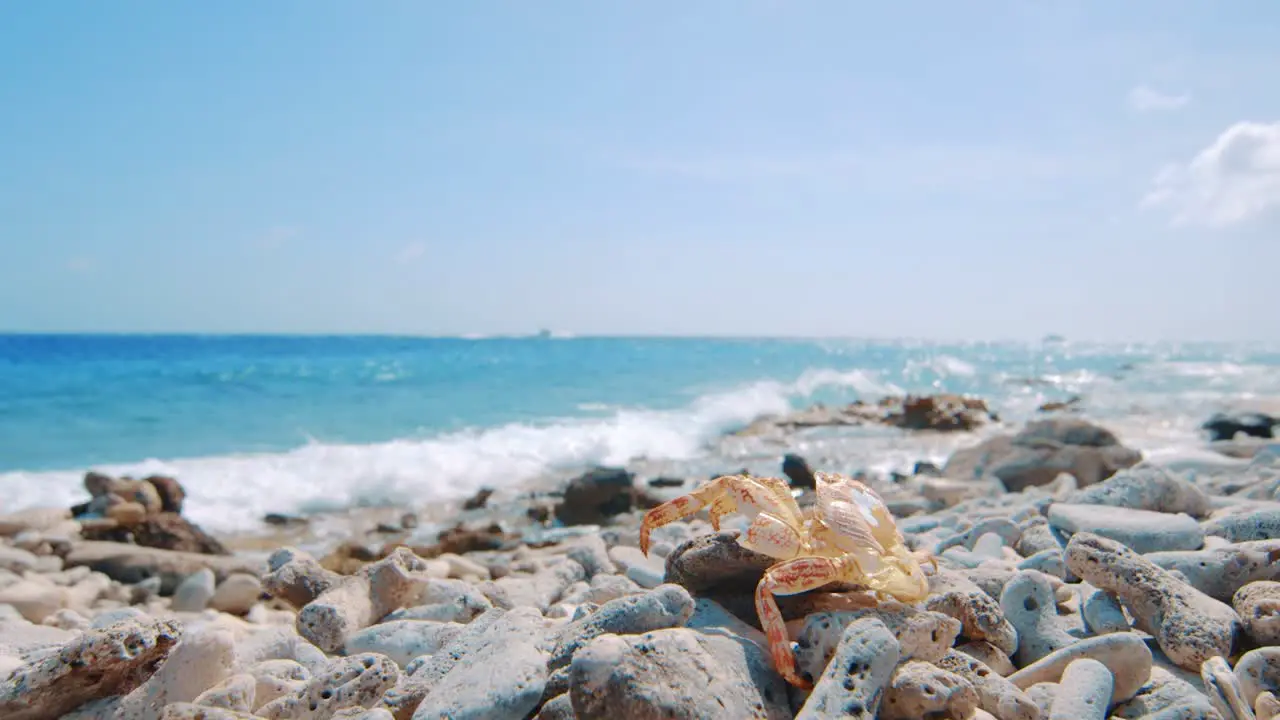 Crab exoskeleton laying on rocky beach with waves slamming into shore Curacao