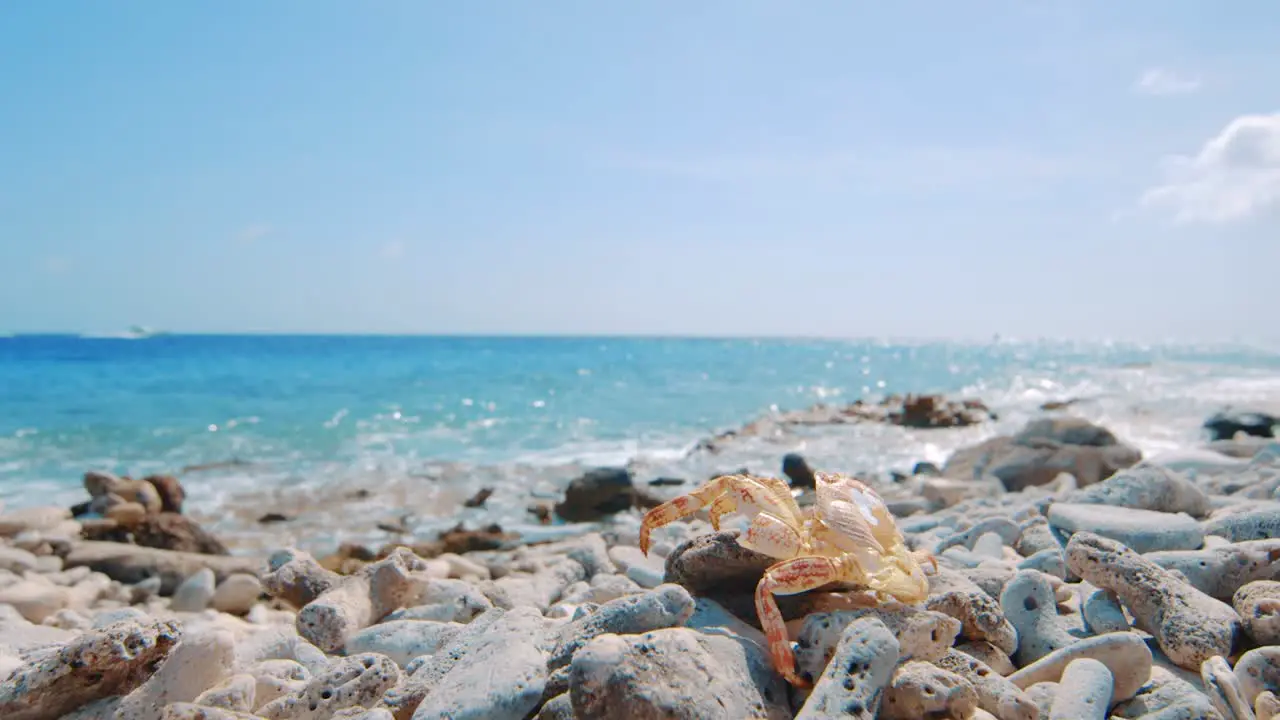 Crab exoskeleton laying on beach looking at clear blue sea with yacht passing by Curacao